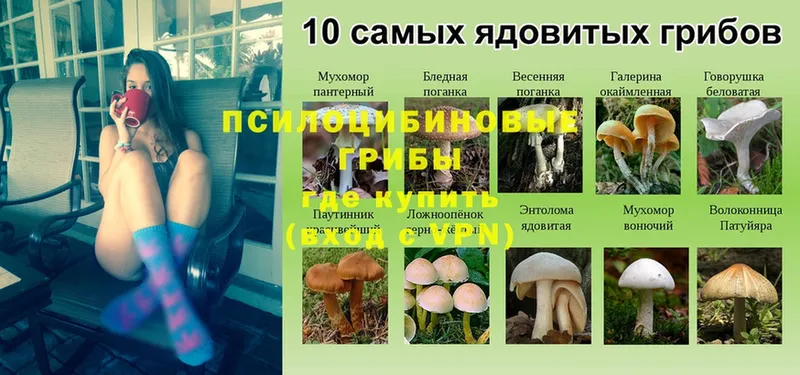 Галлюциногенные грибы мицелий  Лермонтов 